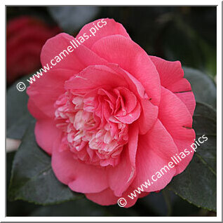 Camellia Japonica 'Elegans'