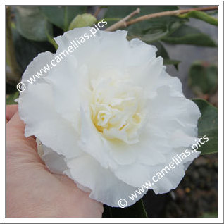 Camellia Japonica 'Elegans Champagne'