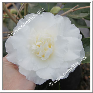 Camellia Japonica 'Elegans Champagne'