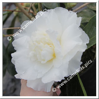 Camellia Japonica 'Elegans Champagne'