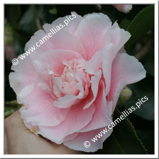 Camellia Japonica 'Elegans Splendor'