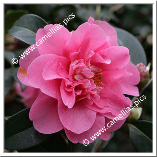 Camellia Hybrid C.x williamsii 'Elegant Beauty'