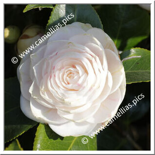 Camellia Japonica 'Eleonora Franchetti'