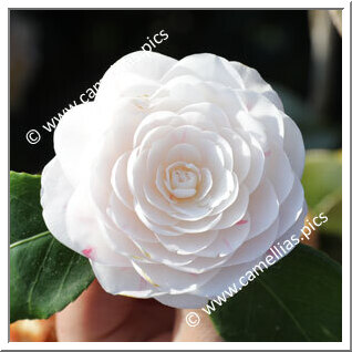 Camellia Japonica 'Eleonora Franchetti'