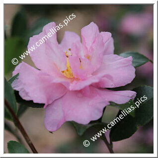 Camellia Sasanqua 'Eleonora Genoni'