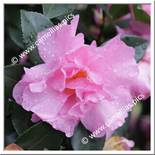 Camellia Sasanqua 'Eleonora Genoni'