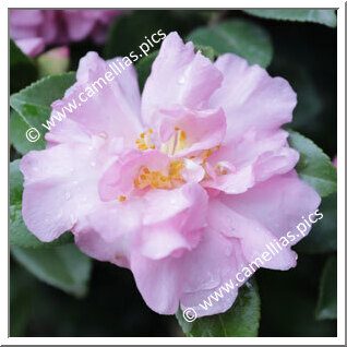 Camellia Sasanqua 'Eleonora Genoni'