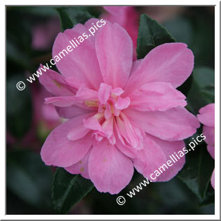 Camellia Sasanqua 'Elfin Rose'