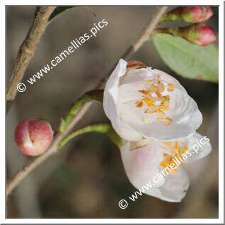 Camellia Hybride 'Elina'