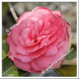 Camellia Japonica 'Elisa Franchetti'