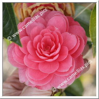Camellia Japonica 'Elisa Franchetti'
