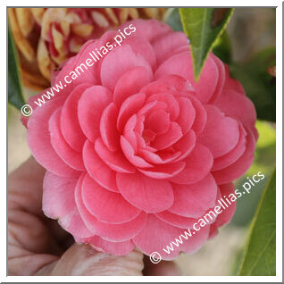 Camellia Japonica 'Elisa Franchetti'