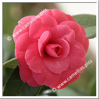 Camellia Japonica 'Elisa Mercoeur'