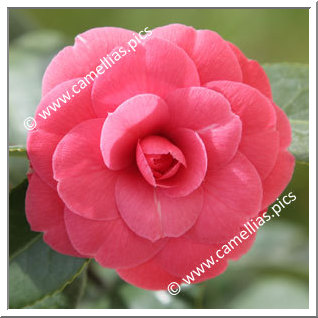 Camellia Japonica 'Elisa Mercoeur'