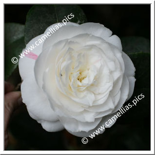 Camellia Japonica 'Elisabeth'