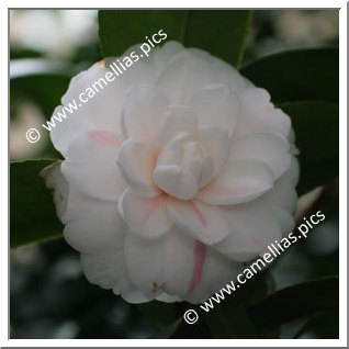 Camellia Japonica 'Elisabeth'