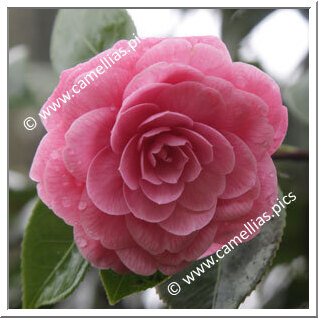 Camellia Japonica 'Elisabeth Pink'