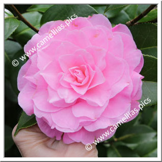 Camellia Hybride C.x williamsii 'Elizabeth Anderson '