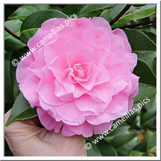 Camellia Hybrid C.x williamsii 'Elizabeth Anderson '