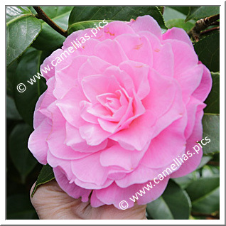Camellia Hybrid C.x williamsii 'Elizabeth Anderson '