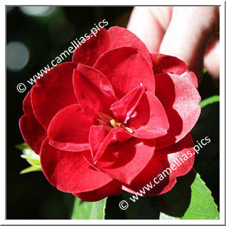 Camellia Japonica 'Elizabeth Bonn'