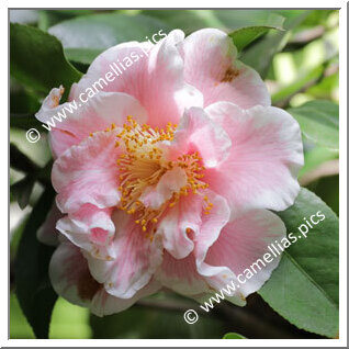 Camellia Japonica 'Elizabeth Dowd Silver'