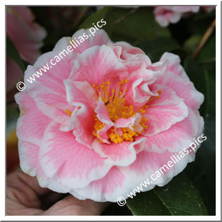 Camellia Japonica 'Elizabeth Dowd Silver'