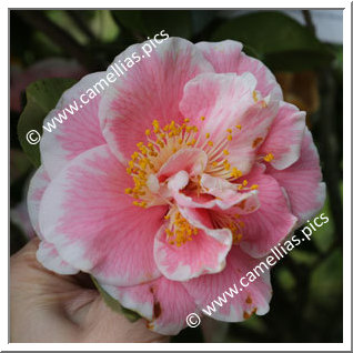 Camellia Japonica 'Elizabeth Dowd Silver'