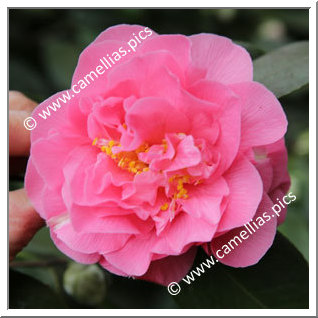 Camellia Japonica 'Elizabeth Le Bey'