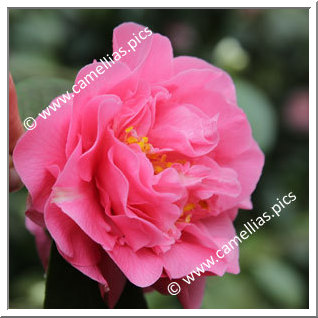 Camellia Japonica 'Elizabeth Le Bey'