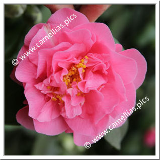 Camellia Japonica 'Elizabeth Le Bey'