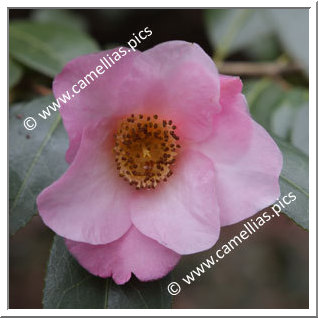 Camellia Hybrid C.x williamsii 'Elizabeth de Rothschild'