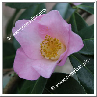 Camellia Hybride C.x williamsii 'Elizabeth de Rothschild'