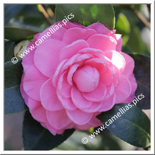 Camellia Japonica 'Elizabeth Weaver'