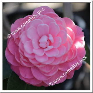 Camellia Japonica 'Elizabeth Weaver'