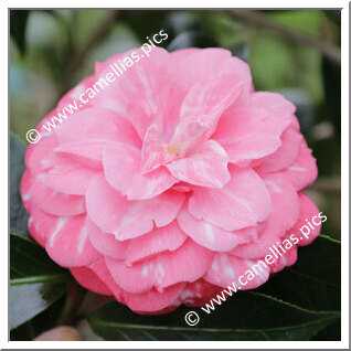 Camellia Japonica 'Elizabeth Weaver Variegated'