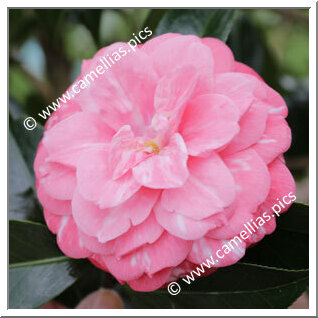 Camellia Japonica 'Elizabeth Weaver Variegated'