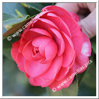 Camellia Japonica 'Elphinstoniana'