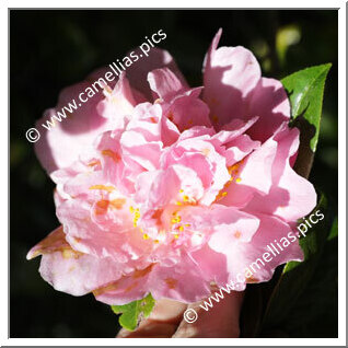 Camellia Hybrid C.x williamsii 'Elsie Jury'