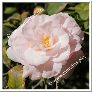 Camellia Japonica 'Elsie Ruth Marshall'