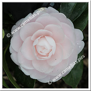 Camellia Japonica 'Emeline'