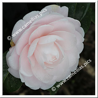 Camellia Japonica 'Emeline'