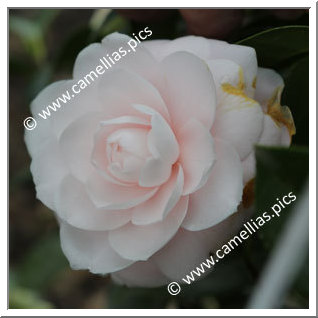 Camellia Japonica 'Emeline'