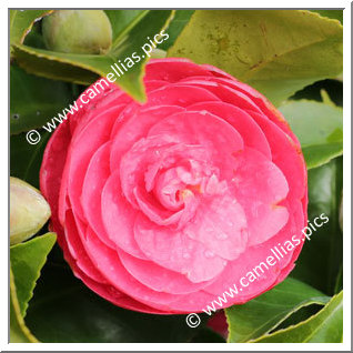 Camellia Japonica 'Emeric Halasz'