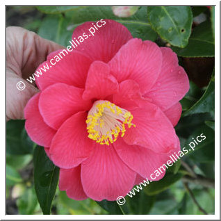 Camellia Japonica 'Emile Gallé'