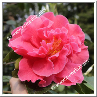 Camellia Reticulata 'Emma Gaeta'