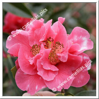 Camellia Reticulata 'Emma Gaeta Variegated'