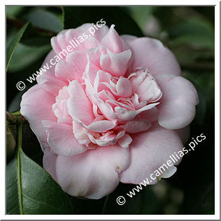 Camellia Japonica 'Emma (Nuccio)'