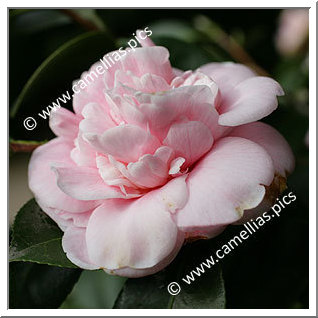 Camellia Japonica 'Emma (Nuccio)'