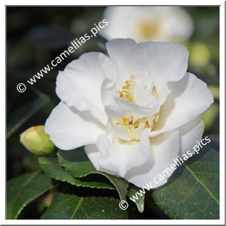 Camellia Japonica 'Emmett Barnes'